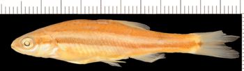 Media type: image;   Ichthyology 31895